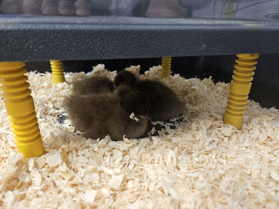Image of Reception- Ducklings!