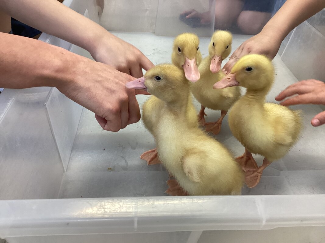 Image of Meeting The Ducklings! 