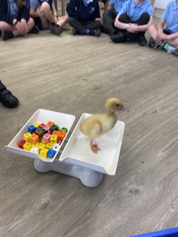 Image of Maths - Weighing the ducks