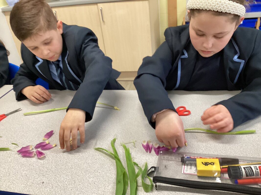 Image of Year Five dissect flowers