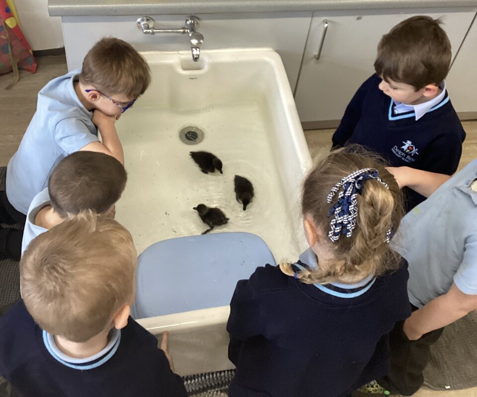 Image of Reception- Weighing & bathing the ducklings