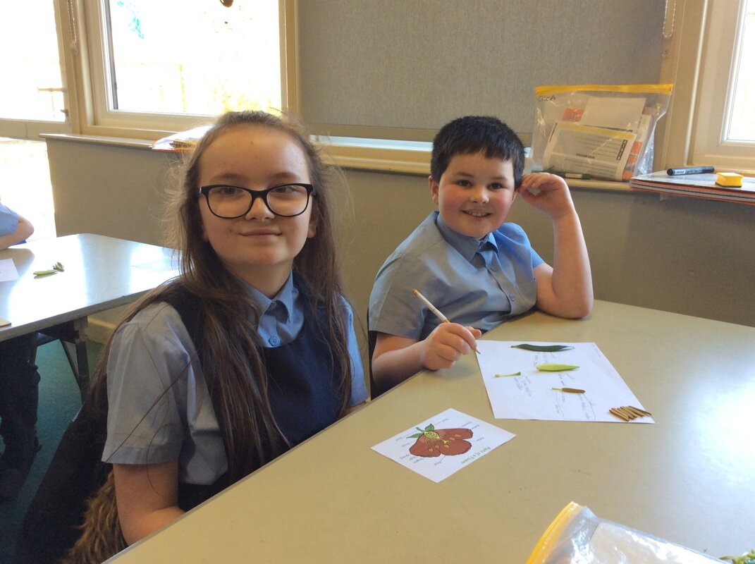 Image of Year 5 - Dissecting Flowering Plants!