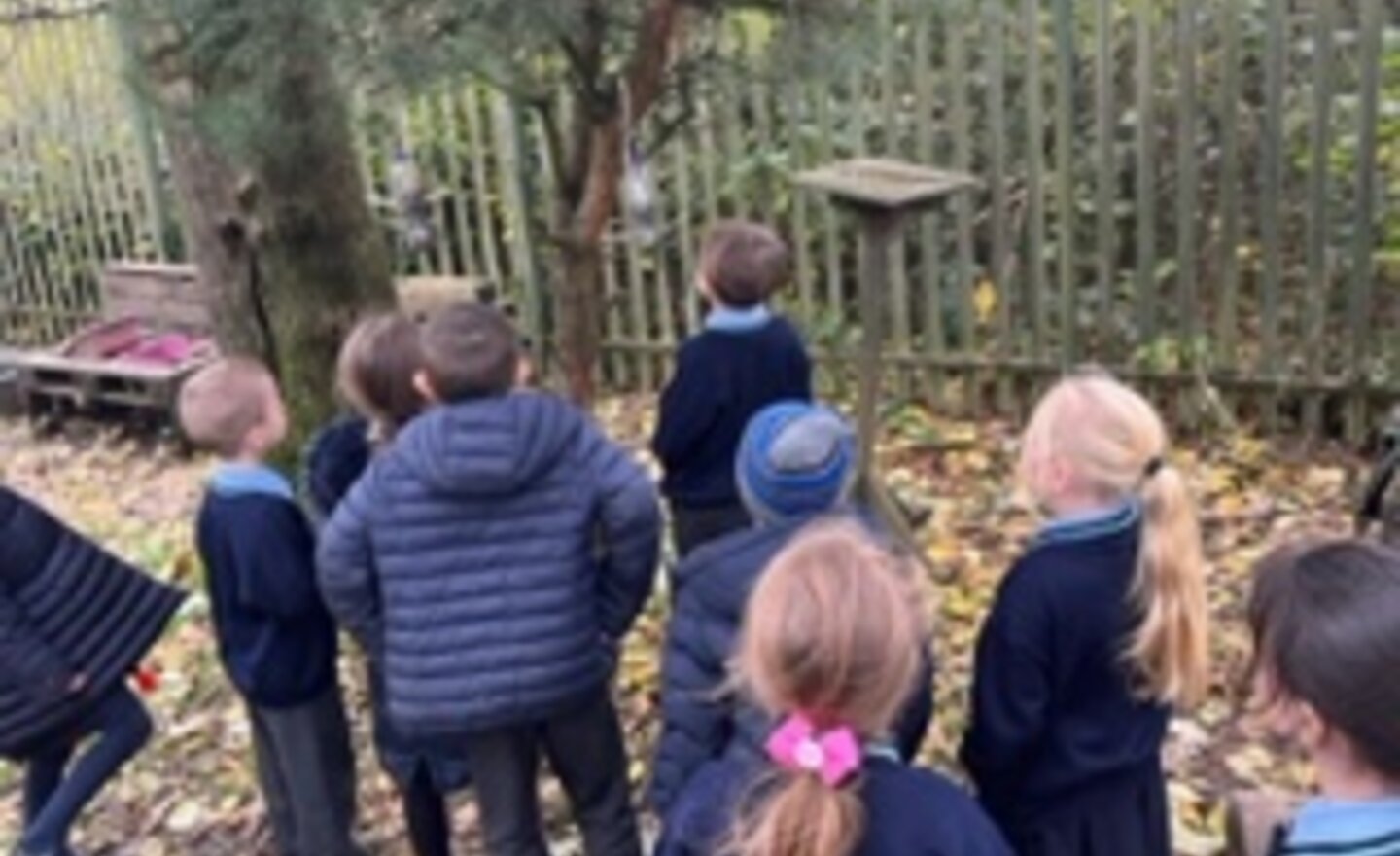 Image of Year 2 Science: Investigating The Needs of Birds and Exploring Bird Feeders!